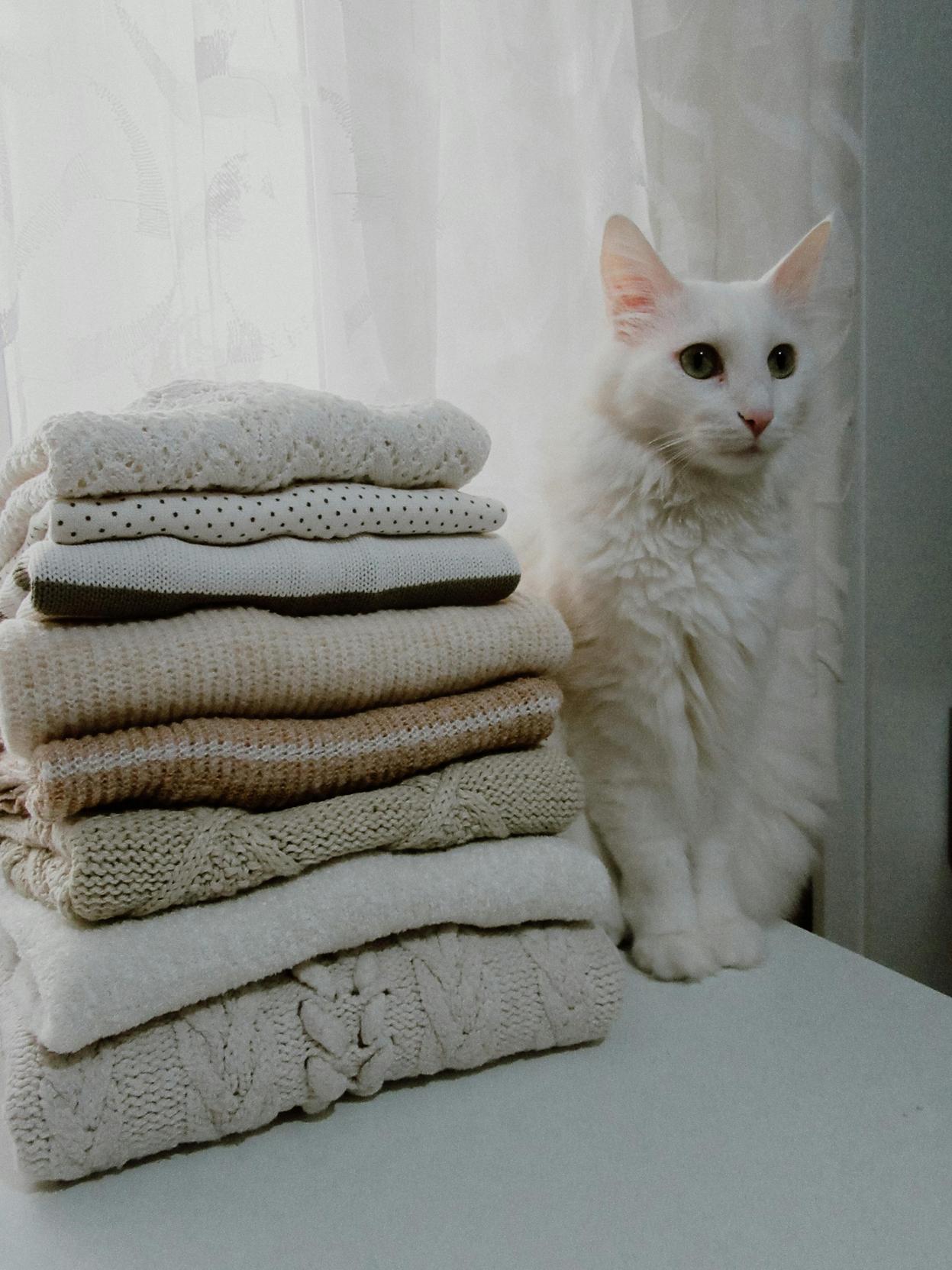 Dicas Para Economizar na Compra de Agasalhos para Pets: Como Escolher as Melhores Opções e Encontrar Promoções
